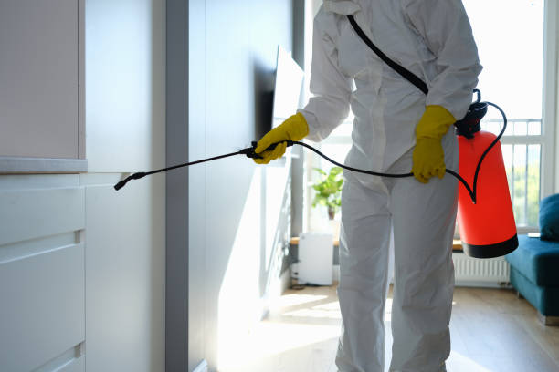 Best Commercial Mold Remediation in Perry Hall, MD