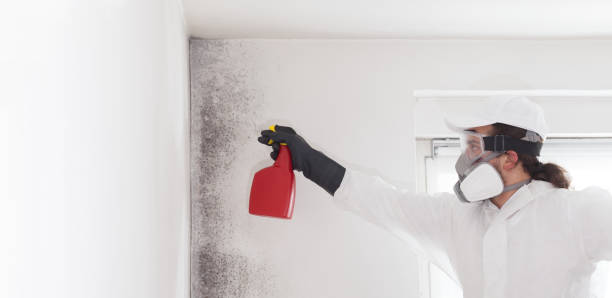 Best Attic Mold Remediation in Perry Hall, MD