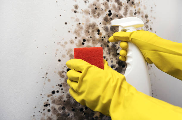 Best Black Mold Remediation in Perry Hall, MD